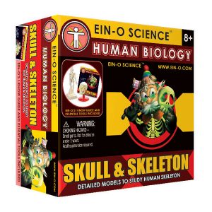 Ein-O-Science Human Biology Skull & Skeleton Science Kit - New
